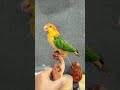Unveiling the Art of Bird Specimen Preparation in Pixel Style