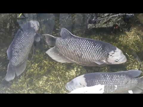 Hồ cá tai tượng phong thủy cực khủng mang tài lộc thịnh vượng cho gia chủ