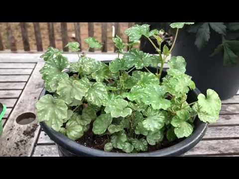 Video: Dyrkning Af Altid Blomstrende Begonia Fra Frø: Timing Og Regler For Såning Af Stadigt Blomstrende Begonia-frøplanter Derhjemme