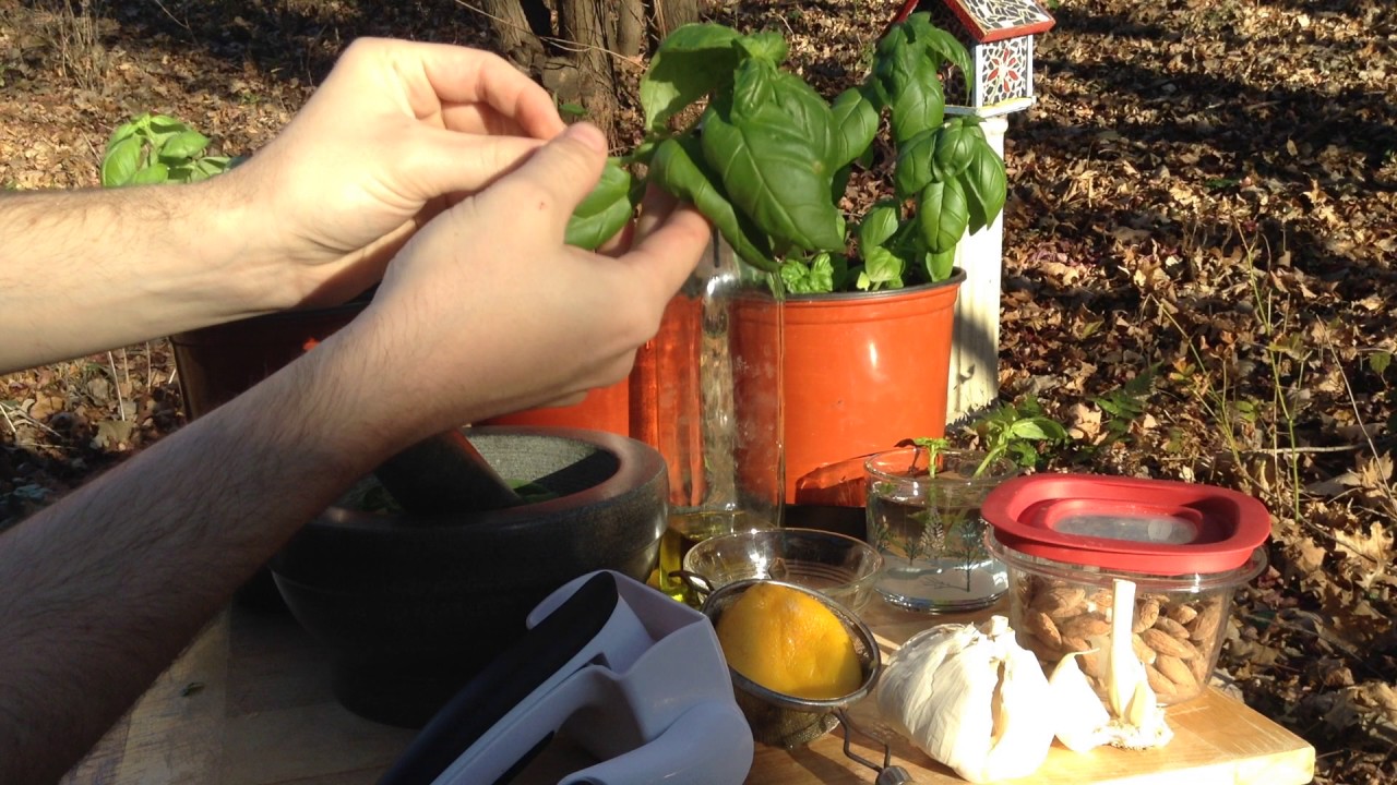 Triple Your Next Basil Harvest & Make Pesto! - YouTube