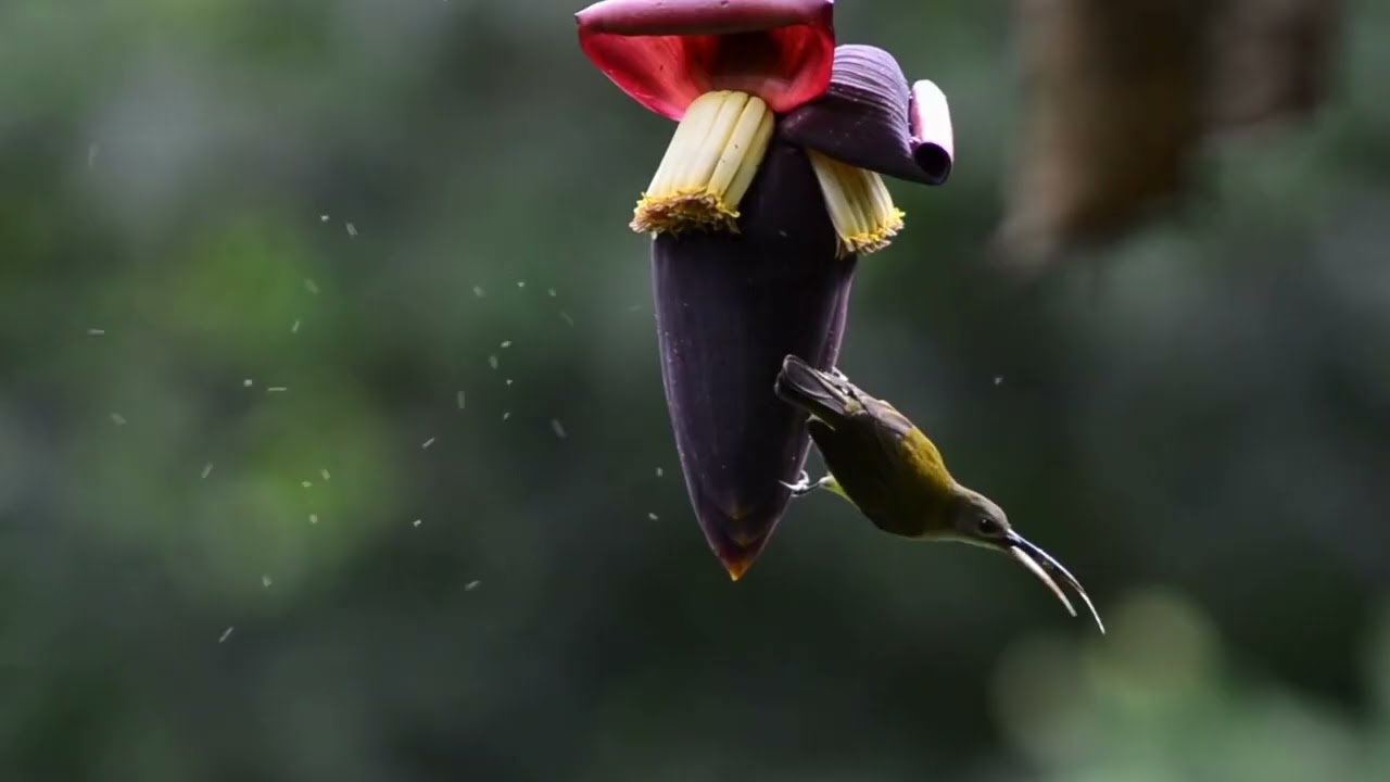 Я увидела звезду на небе (кавер) | С.Р. Селия Мано | Музыка JBSR