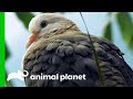 The Bronx Zoo's Pink Pigeon Conservation Program | The Zoo