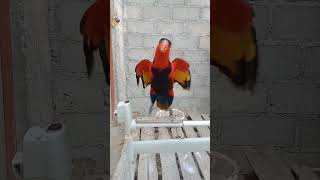 Download Lagu suara pancingan burung nuri kepala hitam#shorts MP3