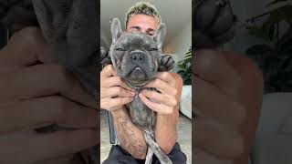 monday mood #frenchie #frenchbulldog #puppy #dog #dance