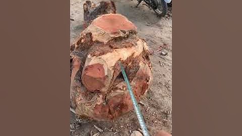 Càte krôngpa hay còn gọi là gõ đỏ đông đặc 300kg đục tượng đục cóc đều víp ace nào cần lh0338918991