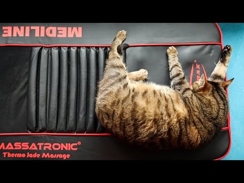 Cat On The Big Massager