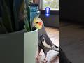 This bird is NOT a fan of people! ...Yet. | Dodo Kids