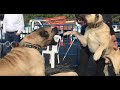 BÜYÜK OLAY ÇIKTI   SİVAS KANGAL, ANADOLU ÇOBAN, MALAKLI KÖPEK FESTİVALİ