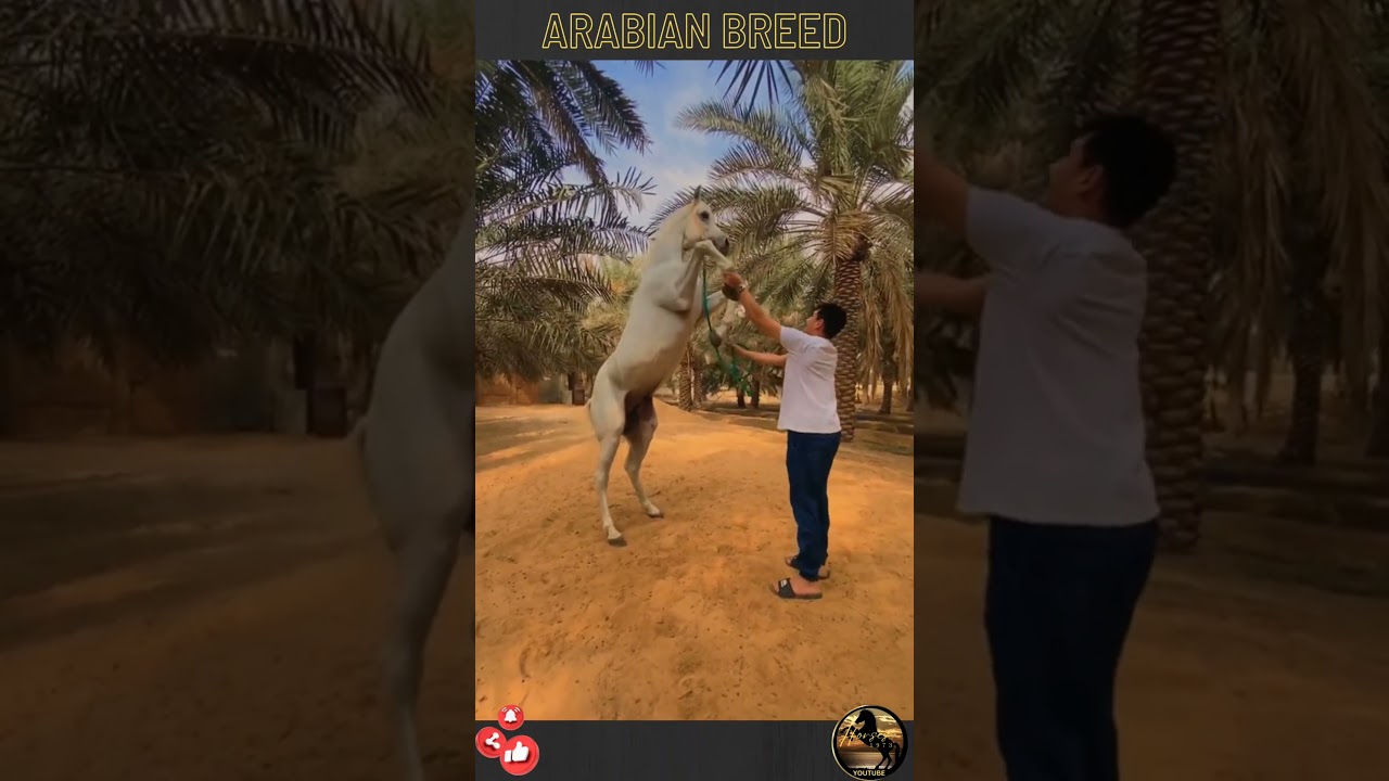 Caballo arabe 