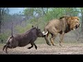 जंगली सूअर ने शेर का सूअर बना दिया | African Wildlife In Action