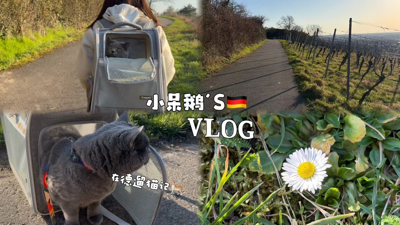 010. Living in Germany Vlog| Kaufland采购|做营养餐|遛猫