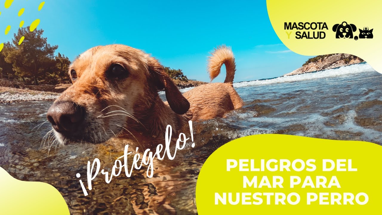 Peligros del mar para nuestros perros | Mascota y Salud