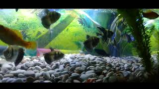 suara percikan air aquarium bikin enak tidur, dan pemandangan ikan hias nya yang bikin santai.