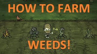 DST Tutorial: How to farm weeds! (Reap What you Sow update) screenshot 5