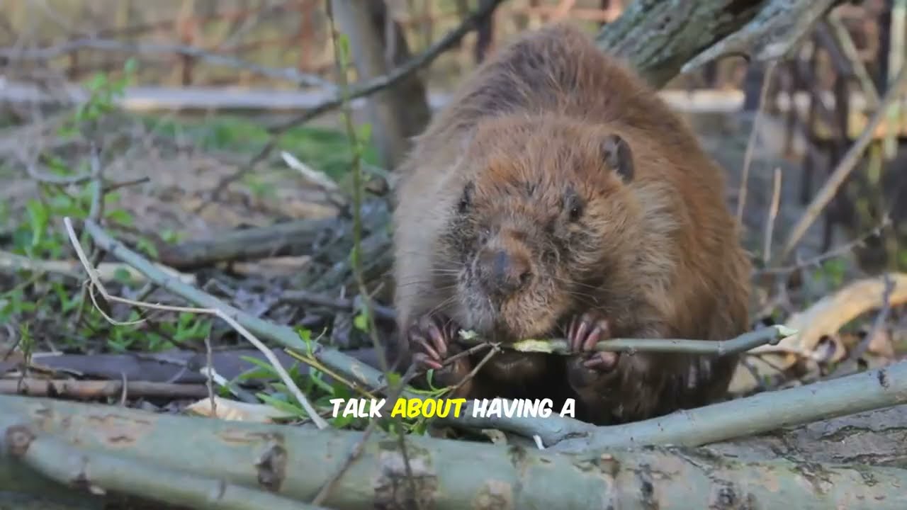 Beavers Are Nature's Engineers- But Also Kinda Funny!