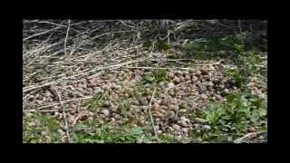 El Gavilán Caracolero