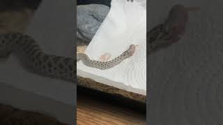 Hognose Eating