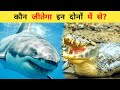 Shark aur Magarmach Ki Ladai | Shark vs Crocodile Who Would Win | कौन है ज्यादा खूंखार?