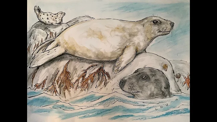 Draw With Don - Let's Draw a Seal