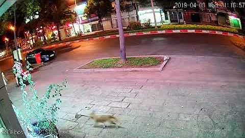 Camera AI Wifi Vantech AI V2020