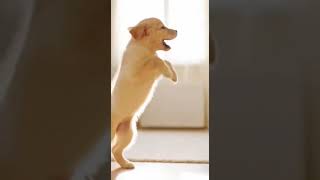 Puppy vs. Floating Bubble
