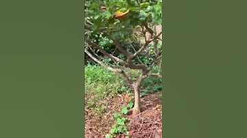 Cô chú lớn tuổi không còn đủ sức khoẻ để làm nên đành bán đất vườn cây ăn trái#shorts