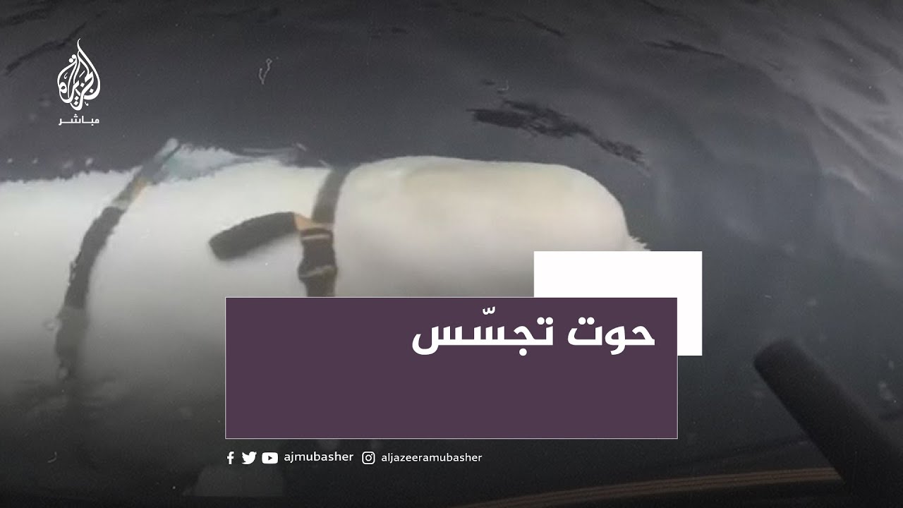 ما قصة حوت التجسّس الروسي الذي ظهر في السويد؟