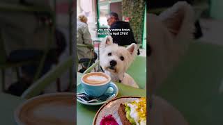 Imagine going out for brunch with your pup ❤ | Westie dog #shorts