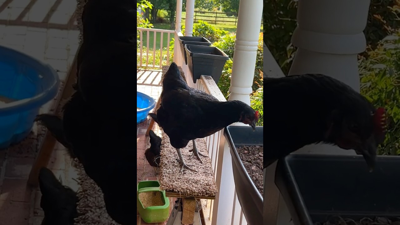 Chickenville Piazza Social 