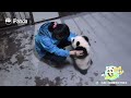 Classic Scene Of Qi Yi Wetting Herself - Again | iPanda
