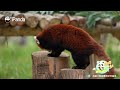 Classic Scene Of Qi Yi Wetting Herself - Again | iPanda