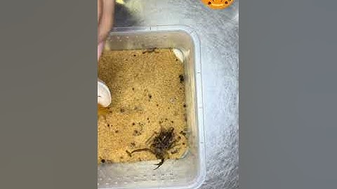 Bọ cạp sinh sản #xuhuong #exoticpets #exoticpetsvietnam #exotic #scorpion #hottentottahottentotta