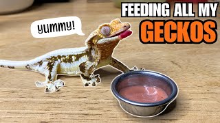 Feeding my HUNGRY GECKOS! Tokay Geckos, Sand geckos, Giant geckos and more!