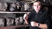 ВЕШЕНКА, Характеристика штаммов К17, Р80, Р77, КОРОЛЕВСКАЯ, М5, М2181 ...