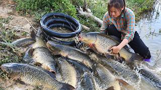 [TIMELAPSE] -- Single Girl Combines Traditional & Modern Skills To Catch 19kg Giant Fish To Sell!