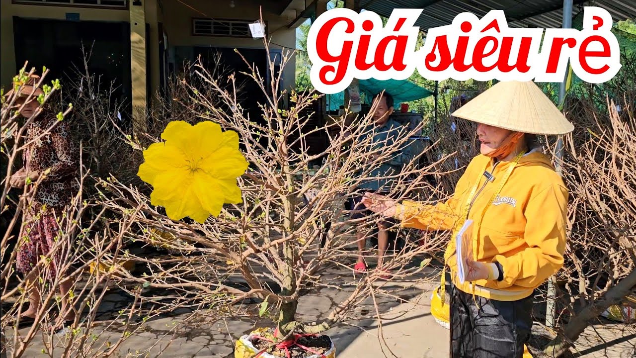 Thi 📲 0336966537 Giá siêu rẻ! Mai giảo Thủ Đức 6/3 Bến Tre (@Mai vàng Quê dừa)