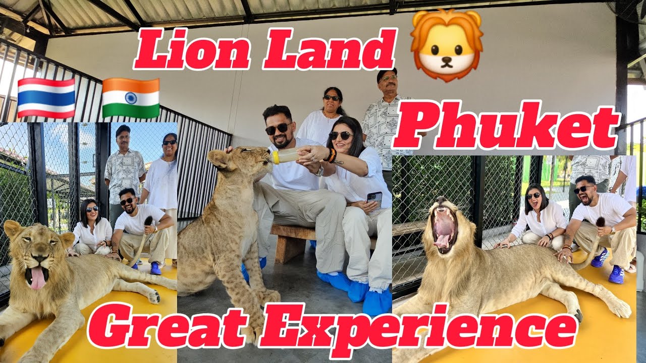 Lion Land 🦁 Phuket | One of the biggest Lion Park of Phuket