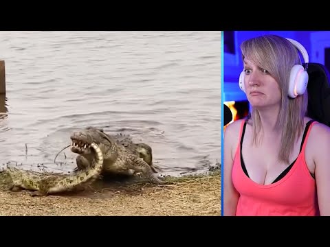5 Animals That Could Defeat A Crocodile Part 1 | Luong Vlog