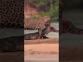 Tiger Attacks Baby Crocodile at Riverbank 🐅🦎 | Wild Survival #TigerVsCrocodile #Wildlife #Nature