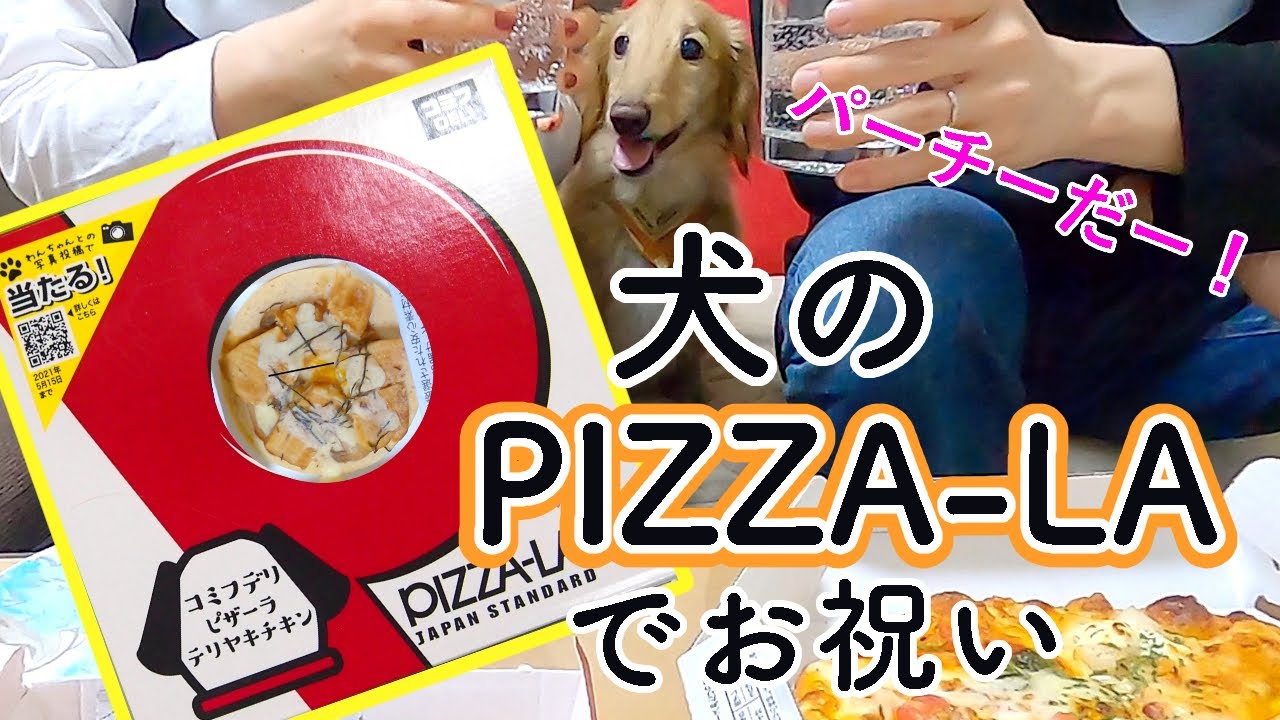 Pizza La 犬用ピザーラで通院終了パーティーだ Youtube