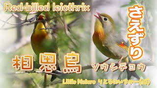 【野鳥】相思鳥ソウシチョウのさえずりが可愛い Redbilled leiothrix song 【鳴き声、求愛】