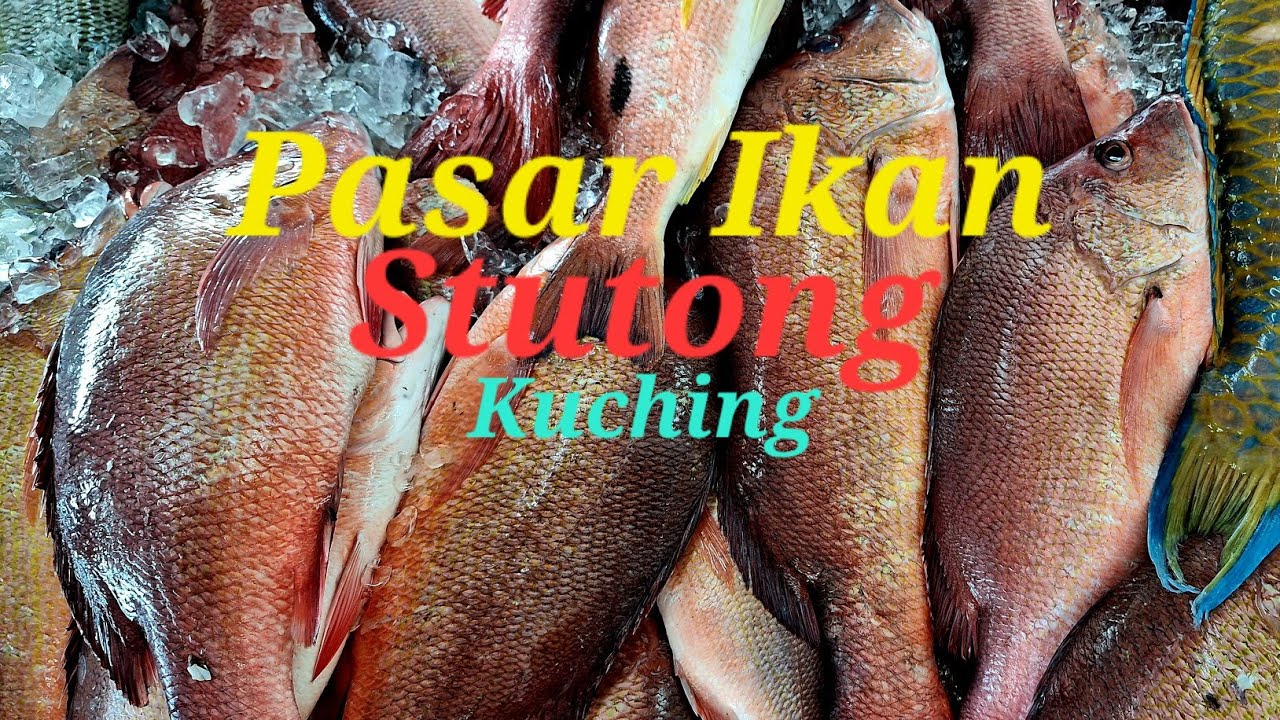Kuching Pasar Ikan Stutong Tabuan fresh fish available daily 🐟👍 YouTube