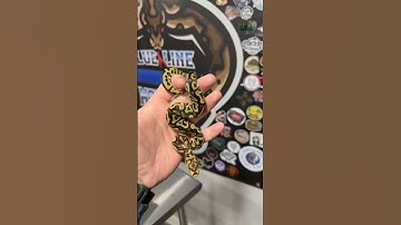 ALMOST A OUR FIRST POMPEII…