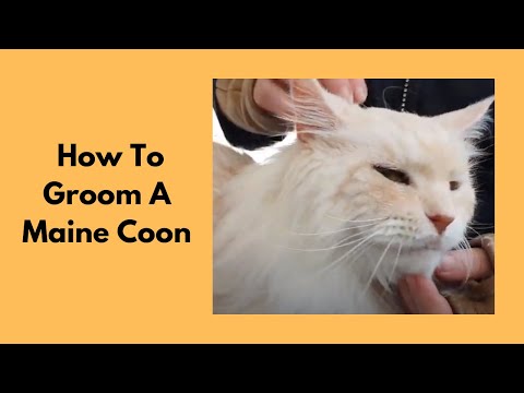 Video: Maine Coon Raca E Cat Cat Raca E Racave Hipoalergjike, E Shëndetit Dhe E Jetës