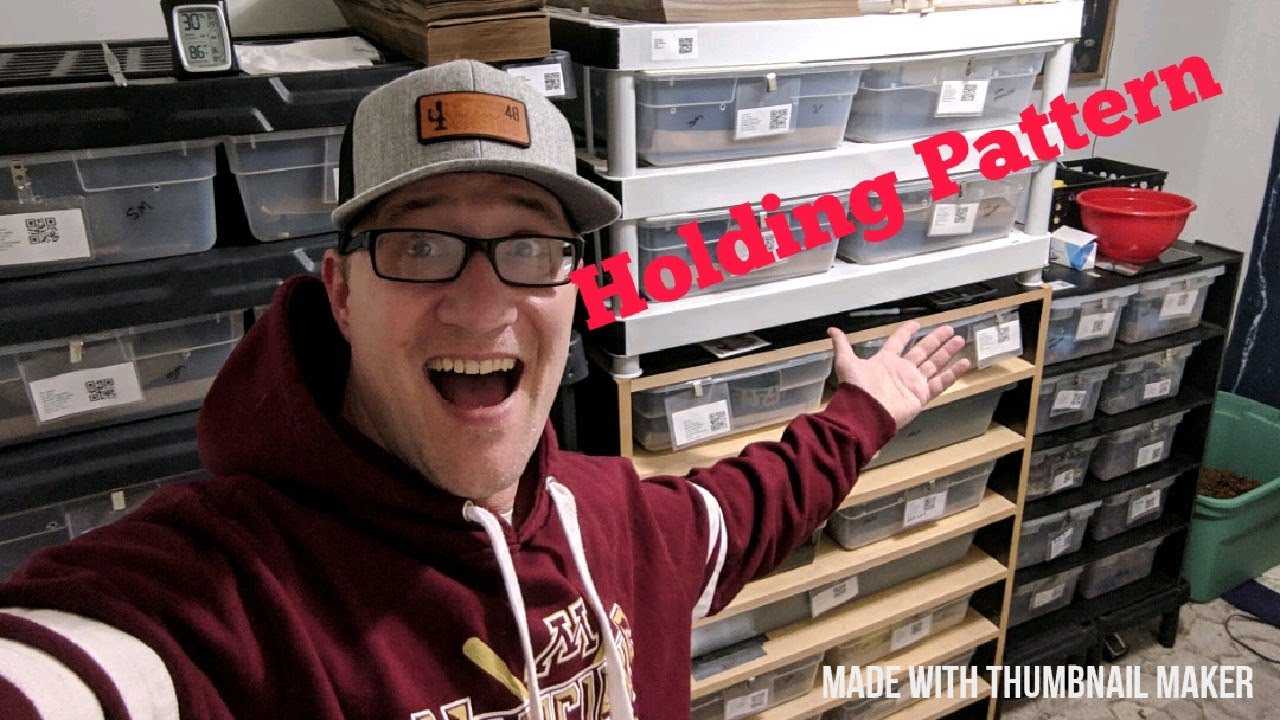 ball python breeders in ohio Holding Pattern