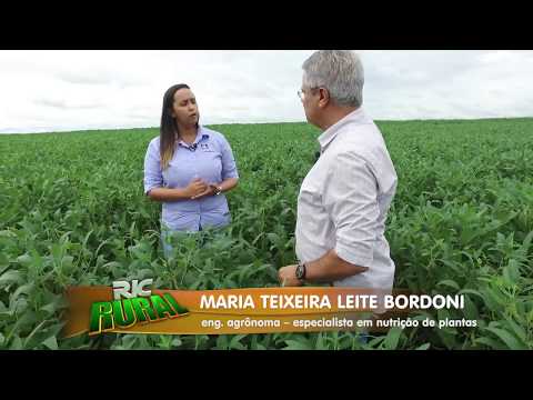 Vídeo: Sobre Plantas de Soja - Dicas de Como Cultivar Soja Em Jardins