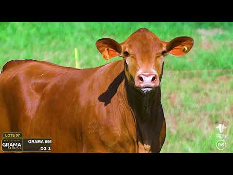 LOTE 07 - GRAMA 6957 - FÊMEA