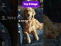 TOP 5 DOGS #dog #dogs #dogshorts #ranking #ranked #rankpush #subscribe