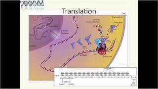 2015 NHGRI Short Course: Genetics and Genomics Primer (Part 2) - Robert Wildin