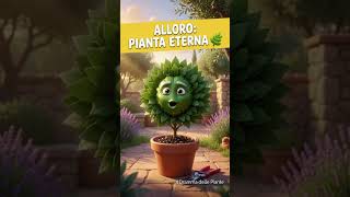🌿 Alloro La Pianta Eterna della Cucina Mediterranea Guida Completa#shorts